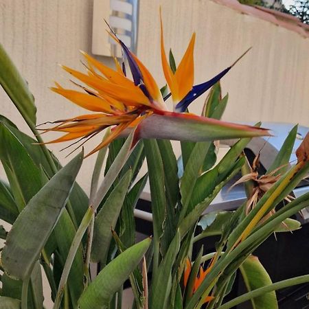 L'Oiseau Du Paradis ناربون المظهر الخارجي الصورة