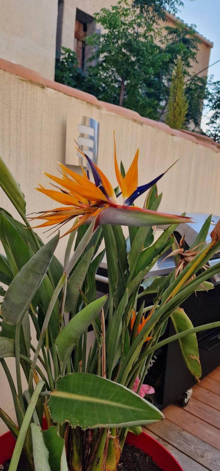 L'Oiseau Du Paradis ناربون المظهر الخارجي الصورة